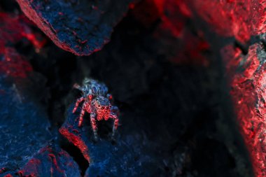 Karanlık doğadaki gizemli zıplayan örümceğin Macro fotoğrafı. Küçük yaratığın gece kayalarda kırmızı ve mavi biyoluminesans ışıkları var. Ürkütücü bir his yaratıyor.