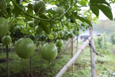 Açık bir bahçede yemyeşil bir sarmaşıkta yetişen canlı yeşil tutku meyvesi. Bol miktarda olgunlaşmamış meyve sağlıklı bitkide gelişir, doğal tarımı gösterir ve gelecek hasat için umut vadeder.