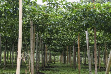 Bereketli yeşil tarlalarda bol yeşillik ve canlı ağaçlar sergileniyor. Tarımsal alan, doğal büyüme ve ekimin güzelliğini vurgulayarak, huzurlu ve huzurlu bir ortam sunar.