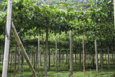 Gelişmekte olan yeşil tarlalar geniş bir tarımsal büyüme gösteriyor. Dayanıklı ahşap desteklerin etrafındaki gür yapraklar, sakin kırsal alanlar oluşturur. Sakin sahne, doğanın bolluğunu hissettirir.