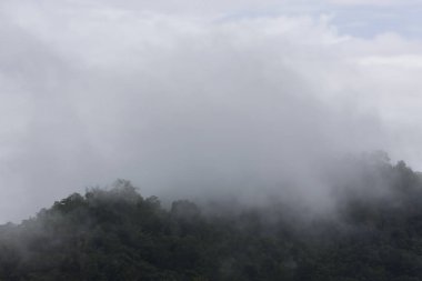 Bereketli yeşil dağ, yoğun mistik sis örtüsüyle örtülmüş, dingin ve büyüleyici doğal manzara yaratıyor. Sahne huzur dolu yalnızlığı çağrıştırıyor.