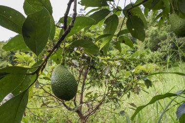 Yeşil avokado meyvesi tropikal ağaç dalında asılı doğal organik tarım ortamında. Sağlıklı taze ürün, sürdürülebilir tarım ve diyet için besleyici bir ödül sunarak canlı büyümeyi temsil eder.