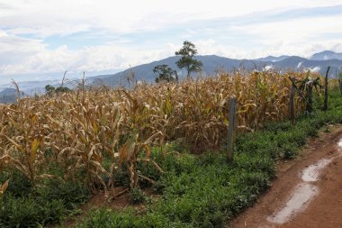 Kuru mısır sapları, kırsal toprak yol boyunca uzanan altın tarlayı tamamlayan canlı yeşil çalılıklar. Uzak dağlar, huzurlu gökyüzünün altında ortaya çıkar ve kırsal bölgenin huzur dolu sükunetini anımsatır.