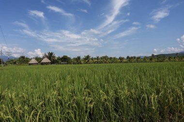 Huzurlu, huzurlu yeşil çeltik tarlası, parlak mavi gökyüzünün altında. Güneydoğu Asya 'nın bu sakin kırsal kesiminde kulübe, ağaç ve dağ ile geleneksel tarım yer alıyor.