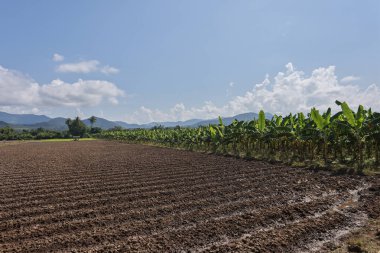 Huzurlu tarım arazisi kırsal kesimdeki tarlalara ait. Bu manzara uzak dağ arka planına sahip verimli muz tarlalarını ve aktif ekimlerini gösteriyor.