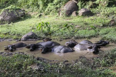 Büyük, evcil bir bufalo sürüsü çamurlu su birikintisinde banyo yapıyor ve dinleniyor. Büyük hayvanlar yemyeşil ve doğal yaşam alanlarında serin çamur banyosunun tadını çıkarırlar.