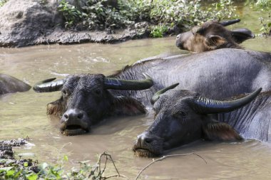 Üç su bufalosu çamurlu gölette dinleniyor ve serinliyor. Çiftlik hayvanlarının doğal habitatlarında sakin bir manzara, sıcak bir günde sakin suyun tadını çıkarıyorlar.