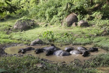 Vahşi su bufalosu sürüsü çamur birikintisinde dinleniyor ve soğuyor. Hayvanlar yemyeşil orman ortamında suyun tadını çıkarırlar. Bu vahşi yaşam için doğada huzurlu bir an.