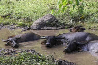 Vahşi su bufalosu sürüsü kırsal kesimdeki çamurlu suda dinleniyor. Bu memeli hayvanlar doğal tropikal ortamda sakin bir günün tadını çıkarırlar.