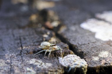 Küçük beyaz örümcek, tetikte ve küçük, eskimiş tahtanın üzerinde. makro, eklembacaklı karmaşık detayları doğal yüzeyin çatlak dokusuna karşı yakalar.
