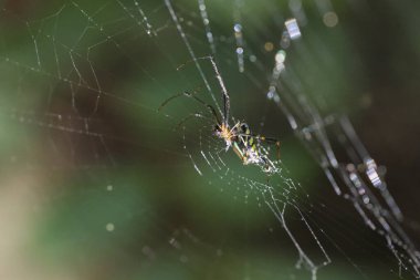 Küçük örümcek karmaşık bir ağda sabırla bekliyor. Makro çekim, doğal bahçe ortamında hassas bir ipek kapan gösteriyor. Büyülenme ve merak uyandırıyor.