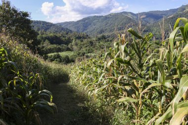 Kırsal dağ vadisindeki yeşil mısır tarlasından geçen huzurlu yaz yolu. Güneşli kırsalda mavi gökyüzünün altında büyüyen mısır mahsulü ile huzurlu tarım manzarası