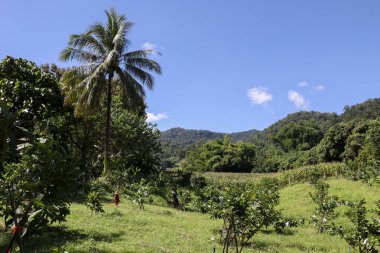 Bereketli yeşil dağ vadisiyle güzel, sakin tropikal bir manzara. Berrak mavi gökyüzünün altında yüksek palmiye ağaçları ile doğal manzara huzur hissi uyandırıyor.