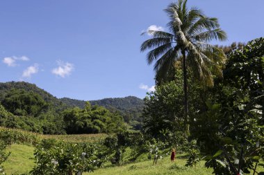 Bereketli yeşil dağ, yüksek palmiye ağacı ve güneşli mavi gökyüzünün altında çiftliği olan sakin tropikal manzara. Bu güzel doğa manzarası huzurlu ve huzurlu bir duyguyu çağrıştırıyor.