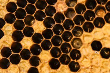 Doğal bal peteği deseninin makro görüntüsü büyüleyici. Koyu bal ile doldurulmuş altıgen balmumu hücre yapısı ayrıca arı kovanının içinde arı larvası geliştiğini gösteriyor.