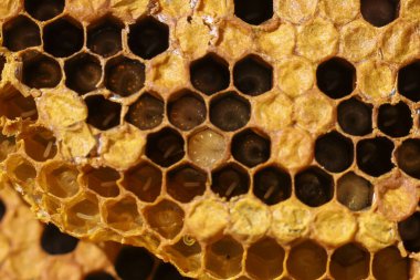 Kara arı yavrularıyla dolu altıgen balmumu hücreli doğal bal peteğine yakın makro. Arı kovanının içindeki detaylı görüntü koloniyi ve bal arılarının yaşam döngüsünü gösteriyor