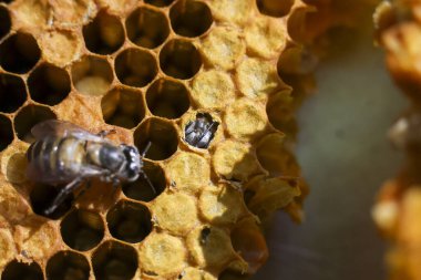 Bal arısı sarı bal peteği yapısı üzerinde çalışıyor. Bu yakın çekim makro görünümü balmumu kovanının karmaşık detaylarını, doğanın sembolünü ve çalışkan çalışmayı gösteriyor.