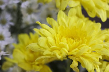 Canlı sarı kasımpatı çiçeğinin neşeli makro görüntüsü çiçek açıyor. Bahçede taze, güzel yapraklar yumuşak odaklı beyaz çiçekler doğal arka plan oluşturur.