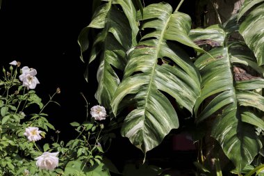 Geceleri bahçesinde beyaz gül çiçeği olan güzel bir canavar yaprağı. Çiçek detaylarıyla yemyeşil ve beyaz bir bitki. Karanlık arka plana karşı sakin ve sakin bir manzara yaratıyor.