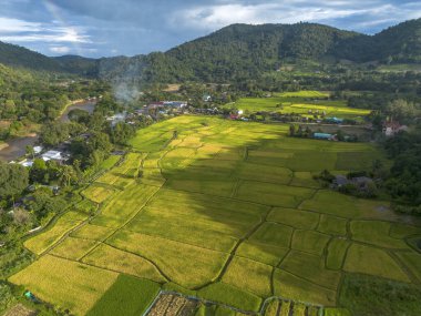 Kırsal kesimdeki altın pirinç tarlası ve çeltik tarlasının sakin havası. Asya 'da güzel doğa ve barışçıl tarımın gösterildiği yeşil dağ manzarası