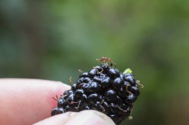 Elin üstünde küçük bir karınca olan olgun, siyah dutu tutarken yakın plan. Doğadan taze böğürtlen, tatlı ve lezzetli organik meyveler bahçede bulundu.