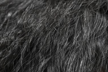 Siyah ve gri kürk dokusu doğal hayvan tüyü arkaplanı oluşturuyor. yumuşak, makro detay pozu, herhangi bir tasarım için sıcaklık ve evcilleştirilmemiş rahatlık hissi verir.