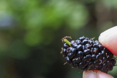İnsan parmağı nazikçe olgun tek bir dutu tutar. Bulanık yeşil arka plandaki bu lezzetli taze meyve görüntüsü basit, doğal ve organik bir his veriyor.