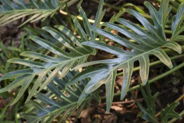 Yeşil filodendron yaprağının sakin bir şekilde kapanması karmaşık botanik desenini gösteriyor. Bereketli tropikal bitki yaprakları bu bitki örtüsü için doğal bir arka plan oluşturur.