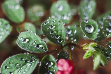 Yağmurdan sonra köpüklü su damlası ile serin yeşil yapraklı makro çekim. Bu barışçıl arka plan canlı bitki yaşamını ve yumuşak bokeh ile sabah çiğ tanelerini gösteriyor.