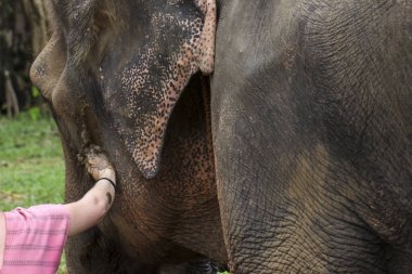 Sığınakta insan elinin büyük bir file dokunuşunun nazik ve özenli etkileşimi. İnsanlarla hayvanlar arasında barışçıl ve duygusal bir bağ