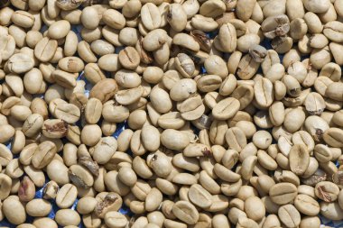 Doğal organik yeşil kahve çekirdeğinin arka plan dokusunu kapat. Tarım ürünlerinin işlenmemiş hasadı işlenmeyi bekliyor, otantik taze hasadı temsil ediyor.