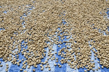 Çiğ parşömen kahve çekirdeği güneşte kuruyor. Geleneksel güneş kurutma tarımı kahve çiftliğinde hasattan sonra çok önemli bir adım. Fasulyelerin dokulu arka planı