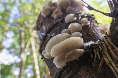 Serene beyaz mantar kümesi, bir tür mantar, vahşi ormanda ağaçta yetişiyor. Çürüyen tahta üzerindeki bu güzel doğa manzarası doğal yaşam döngüsünü gösteriyor.