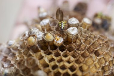 Meşgul kağıt eşekarısının bal peteği yuvasındaki makro görüntüsünü kapat. Vahşi sarı böcek kahverengi kovan yapısının içindeki larvalarla ilgilenirken çalışkan davranışlar sergiliyor.