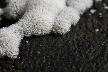 Makro detaylı görüntülerde bulanık desenli tuhaf beyaz mantar kalıbı. İlginç doğal kalıpları ve organik formları olan soyut bir doğa arka planı.