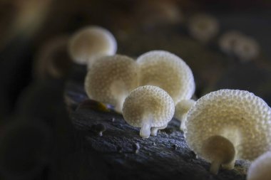 Vahşi ormandaki karanlık odunların üzerinde parlayan beyaz mantar mantarının huzurlu makro görüntüsü. Sihirli ve gizemli ışık büyüleyici bir doğal sahne yaratır.