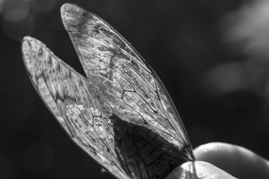 Makrodaki narin, kırılgan böcek kanadı kapanıyor. Siyah ve beyaz fotoğrafçılık doğanın karmaşık detaylarını ve düzenini vurguluyor, nazik bir keşif hissi veriyor.