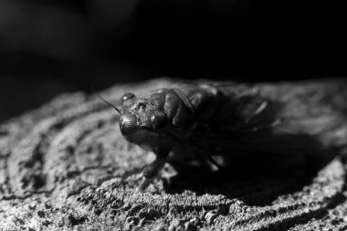 Geceleri gizemli ağustos böceğinin dramatik siyah beyaz makrosu. Böcek sahne ışıkları altında desenli bir zeminde oturur, karanlık, ürkütücü ve karamsar doğal bir sahne yaratır.