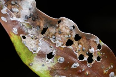 Kapalı kahverengi yaprak makrosu hastalık ve çürüme yüzünden ağır hasar gördüğünü gösteriyor. Yaprağın karanlık arka plana karşı birçok deliği, benekleri ve mantarı vardır. Bu da doğanın kırılganlığını gösterir.
