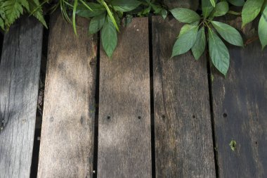 Eski ahşap desenli sakin ahşap zemin. Bitkinin doğal yeşil yaprağı yüzeydeki tasarım veya metin için fotokopi alanı ile barışçıl bir açık hava sahnesi yaratır.