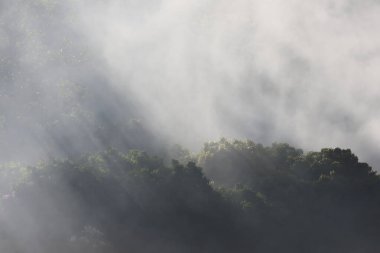 Serene nature scene featuring sunbeam and light ray piercing through atmospheric fog and mist over lush green forest of trees, creating calm and peaceful mood