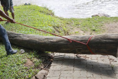 Takım çalışmasıyla güç ve çaba gösteren iki adam, halatla ağır kütükleri çekiyor. El işçiliği, doğada nehrin yanında büyük ağaç gövdelerini taşır.