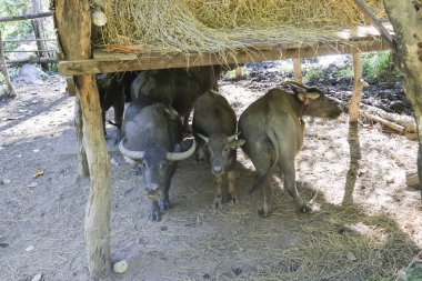 Sakin su bufalosu sürüsü köy çiftlik barınağında dinleniyor. Çiftlik hayvanları grubu kırsal kesimde huzur içinde duruyor, klasik tarım manzarası.