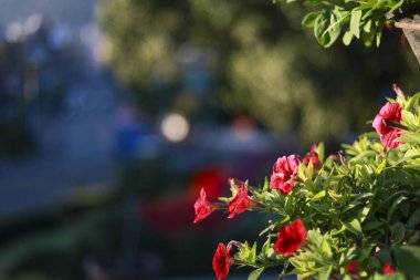 Bahçede açmakta olan güzel kırmızı çiçeğin serinliği. Güneş ışığı, barışçıl, doğal botanik sahnesi için yumuşak, bulanık arka plana karşı hassas yaprakları vurgular