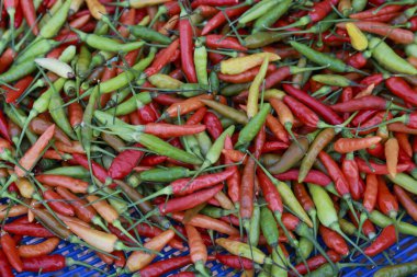 Taze kırmızı ve yeşil kırmızı biberin canlı yakın plan arkaplanı. Renkli ve baharatlı. Son hasattan sıcak malzemeler. Yemek ve mutfağa hazır.