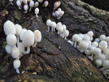 Koyu, desenli ağaç gövdesinde büyüyen küçük beyaz mantar kümesi. Orman ekosistemindeki çürüyen ağaçlar üzerinde hassas yaşam döngüsünün sakin, doğal bir sahnesi