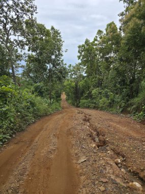 Bereketli yeşil orman boyunca uzanan sakin toprak yol, ağaç tepe örtülü doğa manzarası. Sahne, sakin bir macera ve kırsal yolda uzun bir yolculuk hissi uyandırıyor.