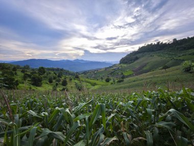 Kırsal tepelerde, dramatik mavi gökyüzünün altında dağları olan huzurlu yeşil mısır tarlası manzarası. Engin kırsal kesimde tarım ve doğanın sakin manzarası