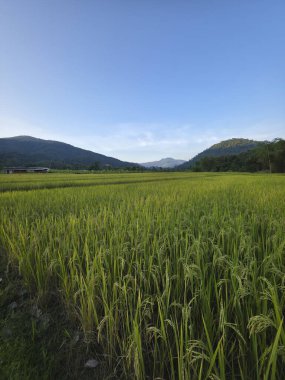 Dağ ve mavi gökyüzü arka planına sahip kırsal kesimdeki huzurlu yeşil çeltik tarlası. Gündüzleri doğadaki tarıma huzurlu ve huzurlu bir bakış açısı