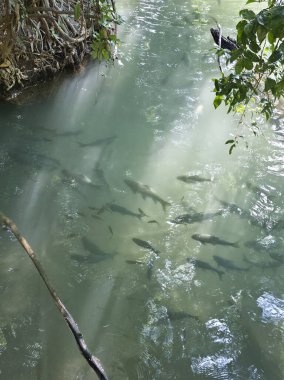 Doğal nehrin berrak sularında birlikte yüzen sakin balık sürüsü. Bu güzel vahşi yaşam sahnesinde doğanın ve sualtı dünyasının sakinliği sergileniyor.